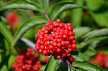 Bunch of ripe berries of red elderberry