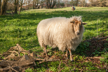 Fototapeta premium White sheep with soft winter fur in meadow
