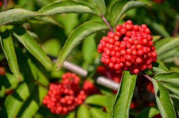 Bunch of ripe berries of red elderberry