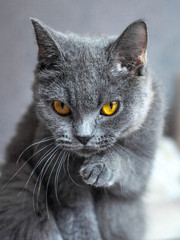 A funny gray cat of the British breed with a very emotional expression of the muzzle.
