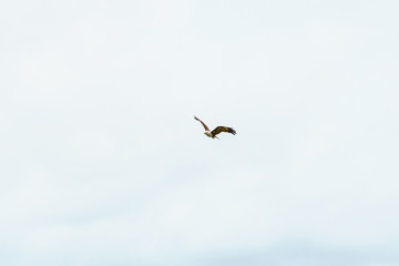 Sea Eagle on sky clouds Beautiful Tropical Beach blue ocean background
