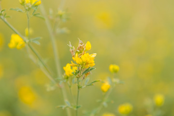 Meadow flowers in the field
