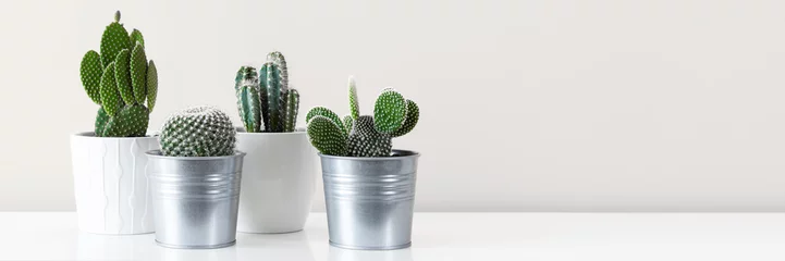 Foto op Plexiglas Cactus Moderne kamerdecoratie. Diverse cactus kamerplanten in verschillende potten tegen witte muur. Banner met kopie ruimte.