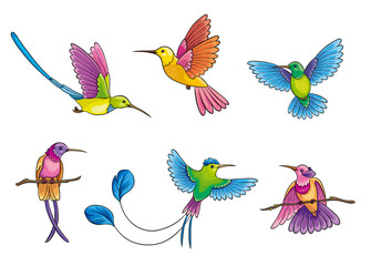 Different hummingbirds - vector illustration