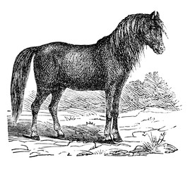 Pferd.aus: Marie Adenfeller, Friedrich Werner: Illustriertes Koch- und Haushaltungsbuch, Friedrichshagen 1899/1900, S. 701, Fig. 772.