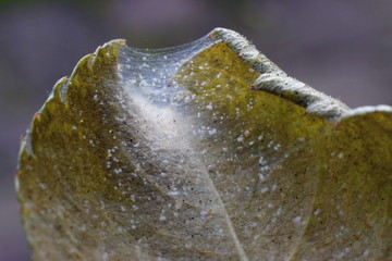 Spider mite colony, Tetranychus. Rose leaf covered with microscopic web of spider mite colony ,...