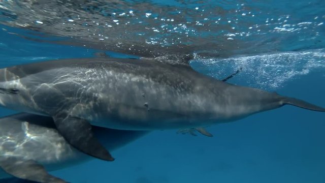 A pod of Spinner Dolphins swims to approach, then slowly removes under surface of the blue water (4k / 60fps)