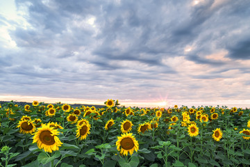Field cultivated with sunflower on a day with cloudy sky