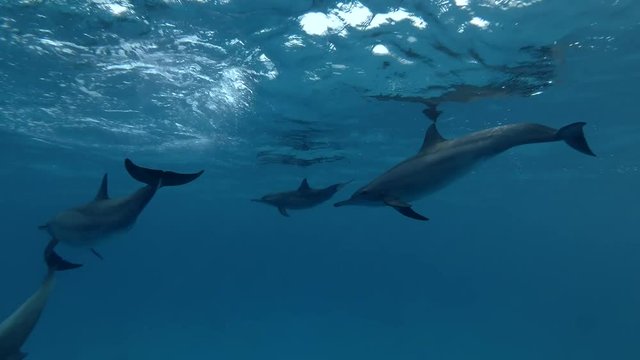 A pod of Spinner Dolphins swim and playing under surface of the blue water (4k / 60fps)