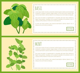 Basil and Mint Vector Banner, Color Illustration