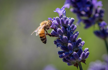 Honey bee gathering pollen from a lavender flower, close-up