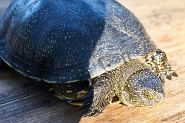 Small turtle in grass outdoor