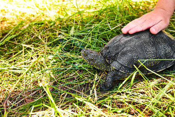 Small turtle in grass outdoor