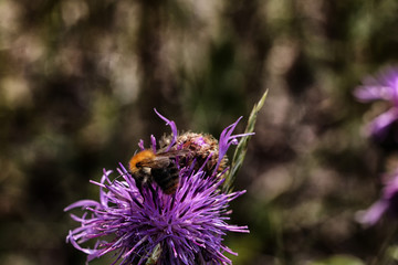 Close-up view of violet flower, blured background