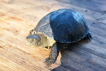 Small turtle in grass outdoor