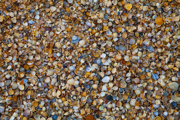 Many small shells close-up.