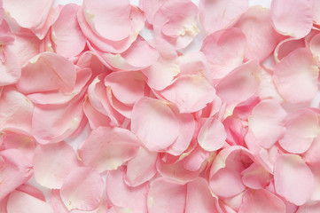 Naklejka premium różowe płatki róż