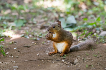 クルミを食べるリス