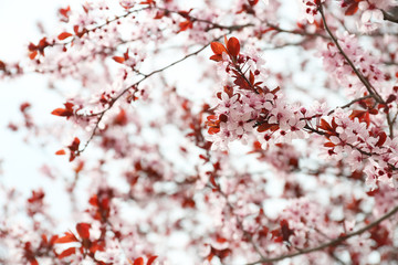 Beautiful blossoming branches outdoors