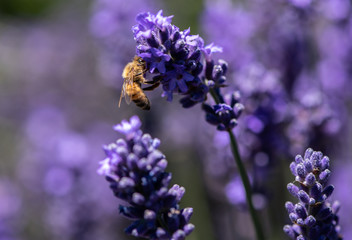 Honey bee collecting pollen from a lavender flower
