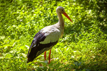 stork in grassland
