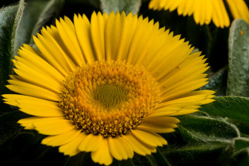 Dukatenblume, Asteriscus maritimus II