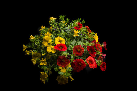 Calibrachoa, Trio II