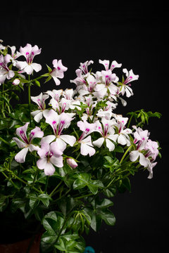 Geranie, Pelargonium-Peltatum, Hybriden III