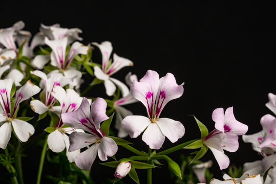 Geranie, Pelargonium-Peltatum, Hybriden IV