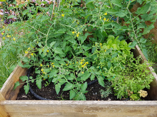 Pflaumen-Buschtomate, Romello, F1, Tomate, Lycopersicon, esculentum