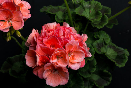 Pelargonium, Zonale-Hybriden II