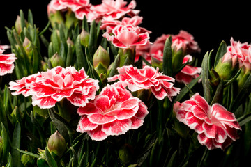 Gartennelke, Dianthus II