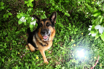 Dog German Shepherd in a park near branch of blossoming apple tree