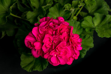 Pelargonium, Zonale-Hybriden IV