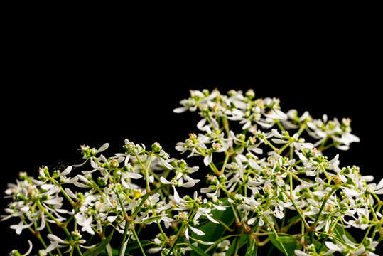 Zauberschnee, Euphorbia Diamond Frost I