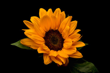 Sonnenblume, Heliantum