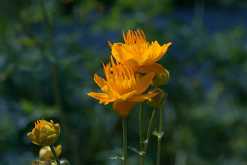 Flowers Trollius altaicus in nature