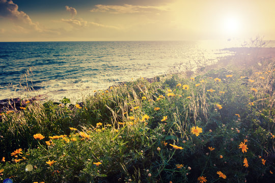 Flowering yellow flowers on the seashore, beautiful sunset, summer and spring vacation background
