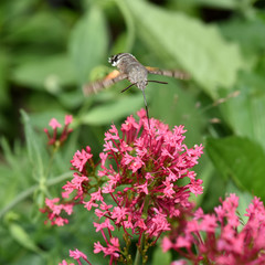 Taubenschwaenzchen, Macroglossum, stellatarum