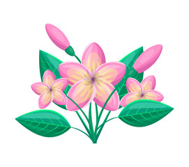 Frangipani Tropical Plant Vector Illustration