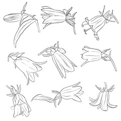 vector set of drawing bell flowers