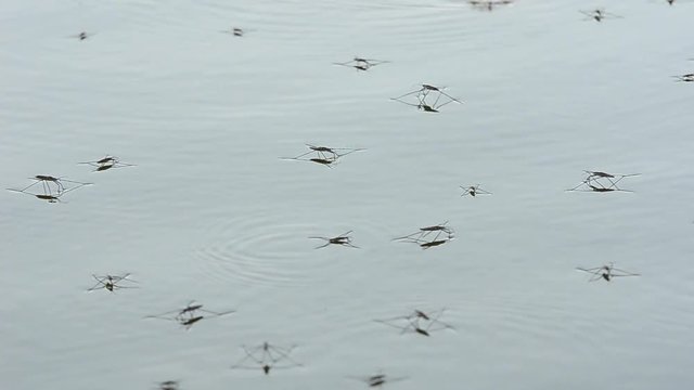 group of water striders