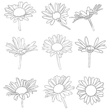 vector set of drawing daisy flowers