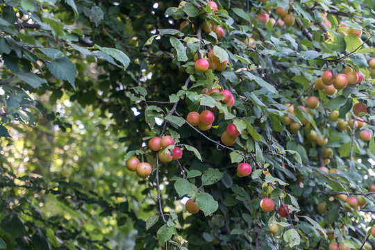 Red Plums Or Greengage on a plum tree bush.