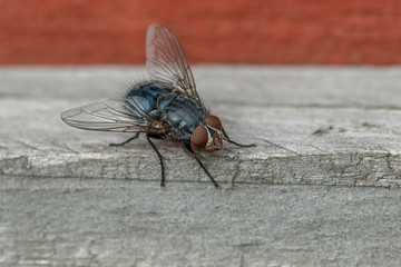 A blue fly is basking in the sun.