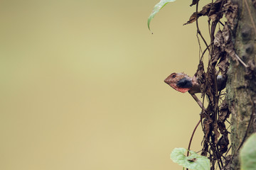 wild lizard