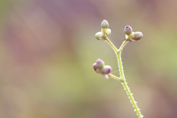 pink wild flower seed
