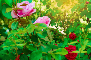 Lot of fresh red and pink roses on twig in sunny day. Toned. St. Valentine's Day concept