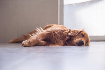 Cute golden retriever on the ground