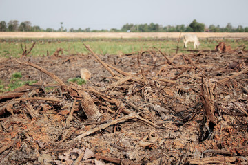 Woods on field in summer.